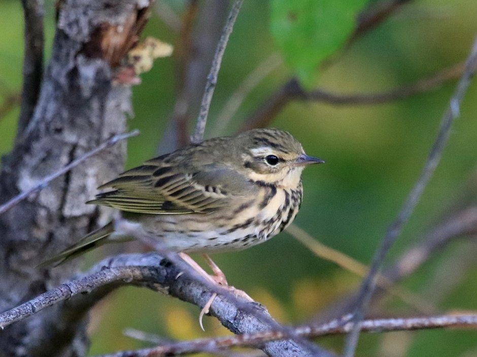Пятнистый конёк Anthus hodgsoni