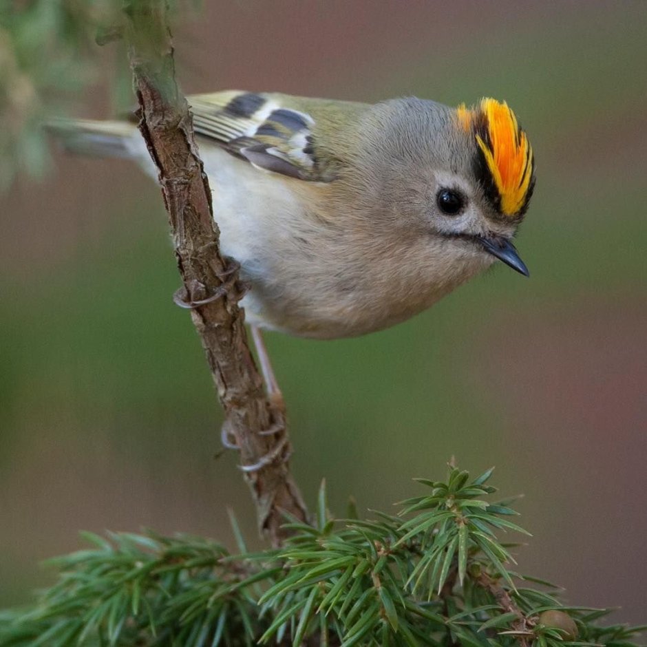 Желтоголовый королёк