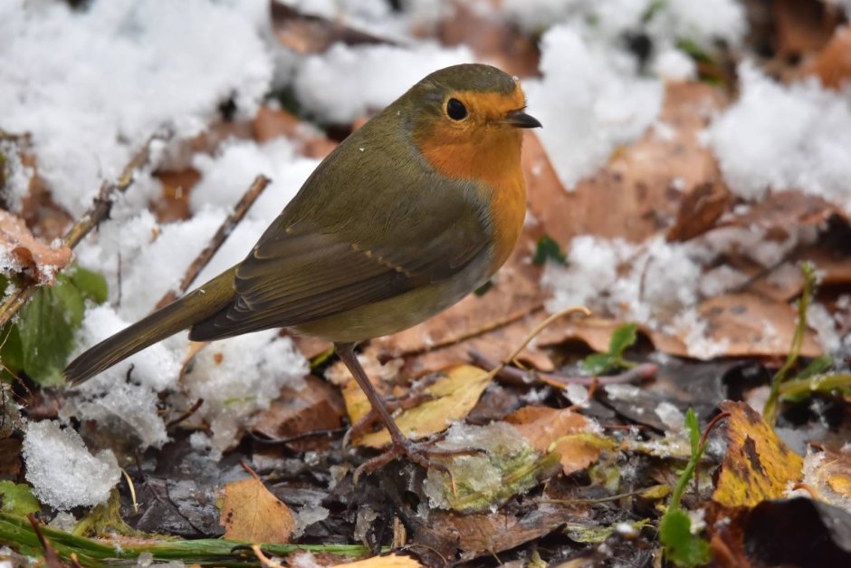 Новосибирск Зарянка