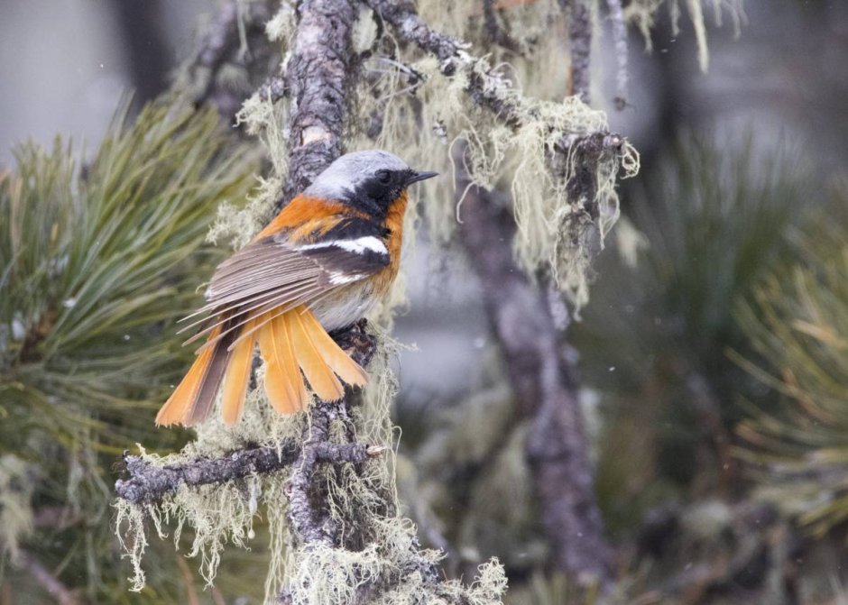 Сибирская горихвостка зима