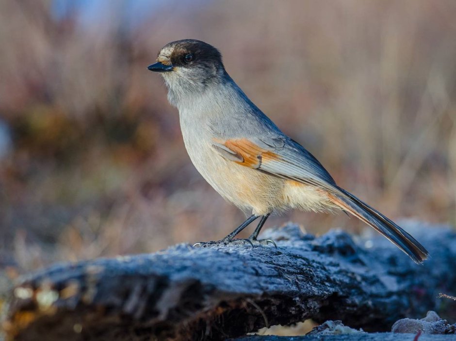 Кукша рябинник