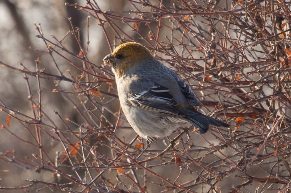 Лесные птицы Сибири