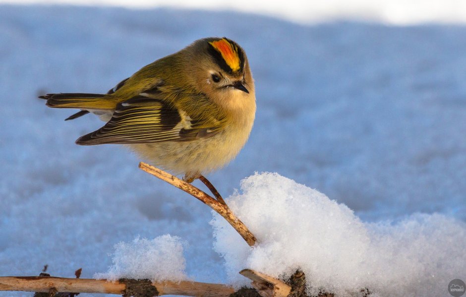 Королек желтоголовый зимой
