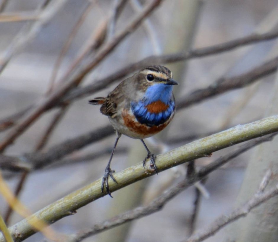 Снегирь щегол варакушка