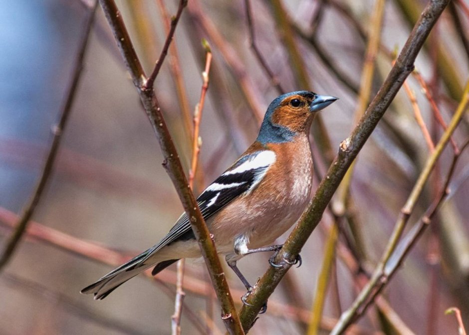 Вьюрковые Зяблик