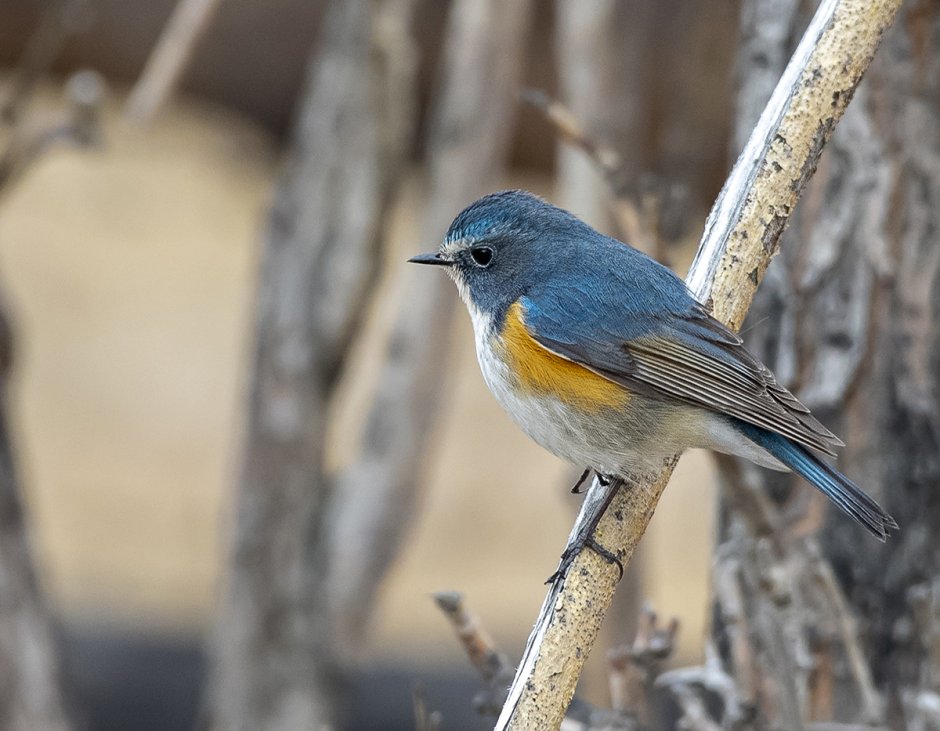 Синехвостка Сибирская