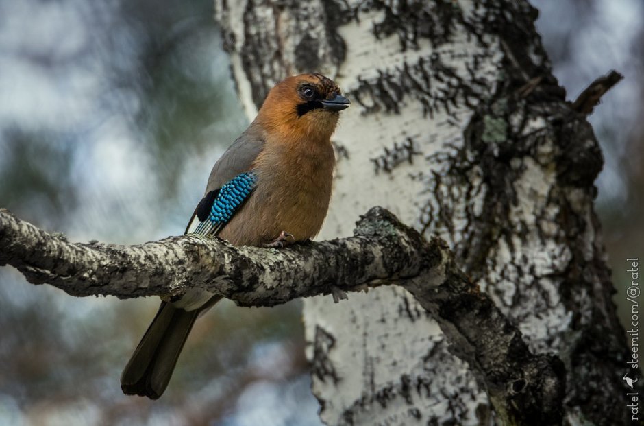 Птицы лесов