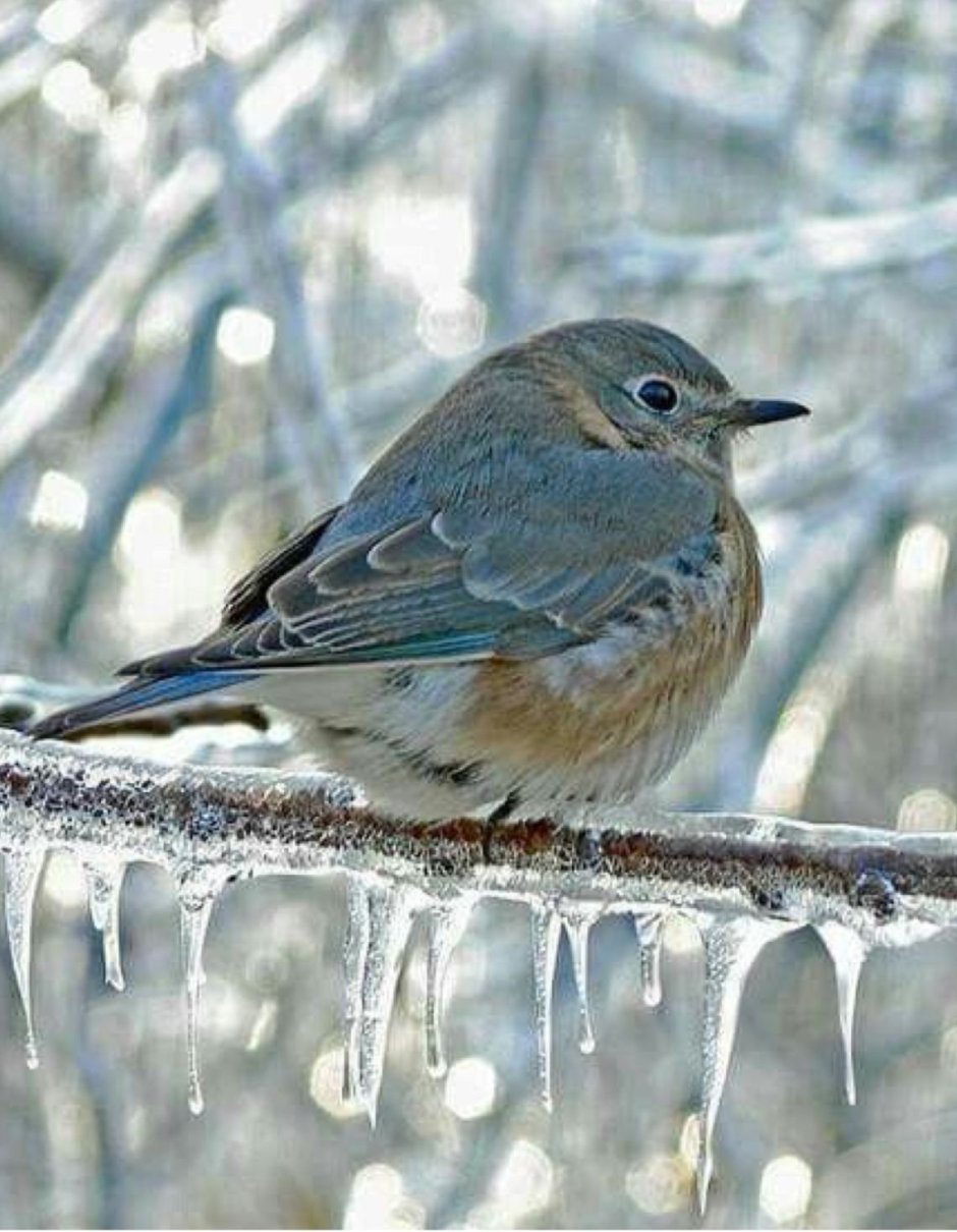 Зимние птицы Подмосковья