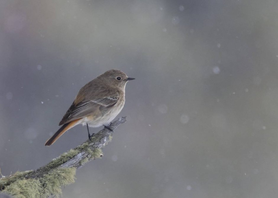 Маленькие птицы Республики Алтай