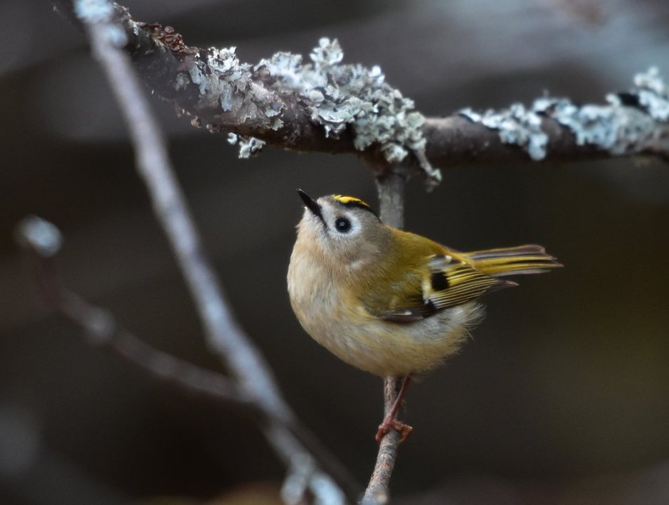 Желтоголовый Дрозд