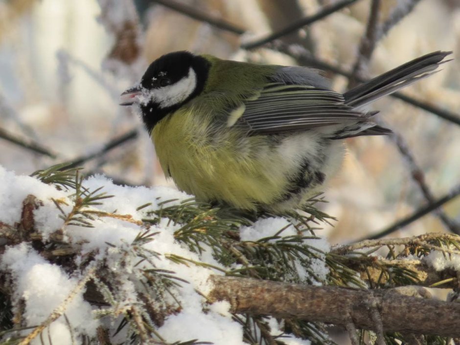 Синица Сибирская