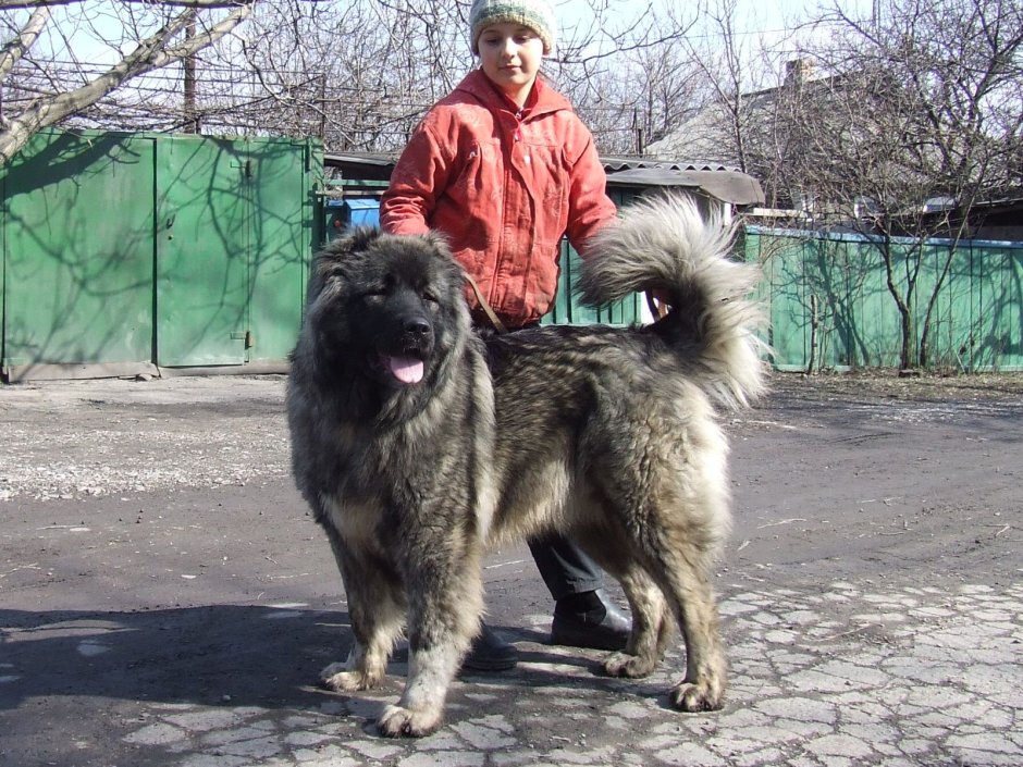 Кавказская овчарка