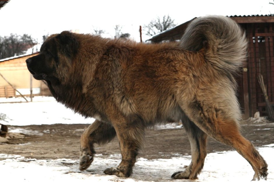 Волкодавы на снегу