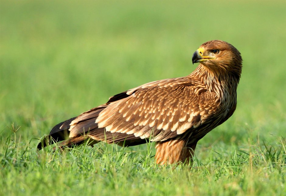 Большой подорлик Aquila clanga