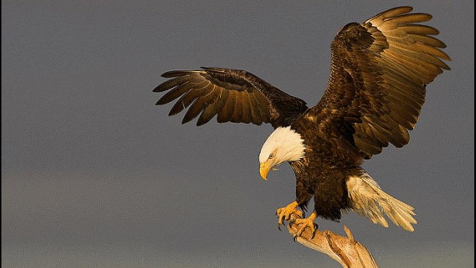 Малый подорлик. (Aquila pomarina Pall.)