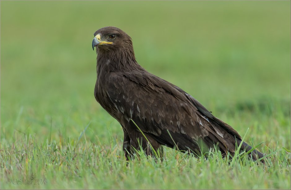 Большой подорлик Aquila clanga Pallas, 1811