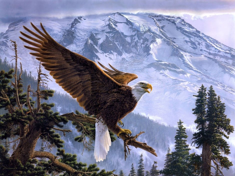 Steppe Eagle