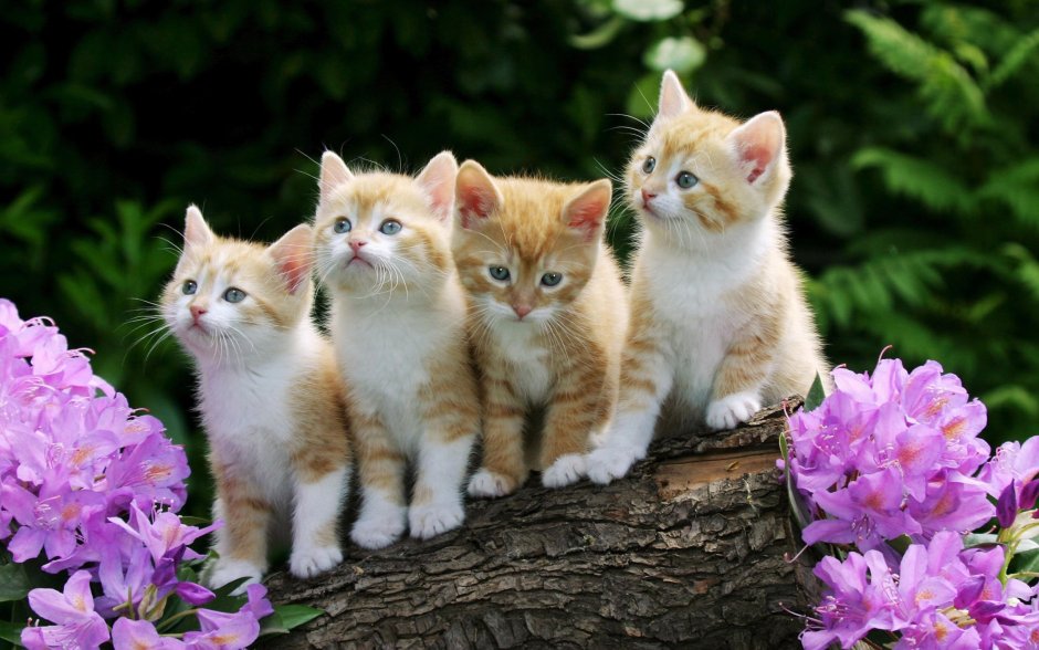 Разноцветная кошка