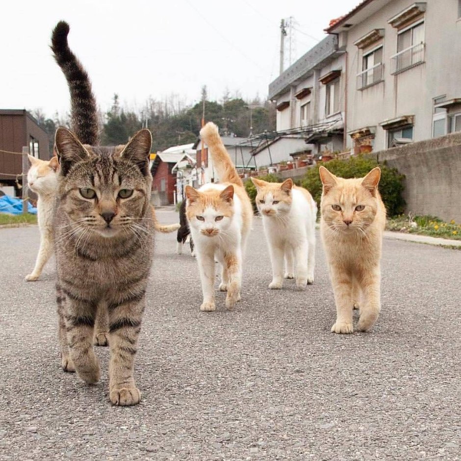 Много котов