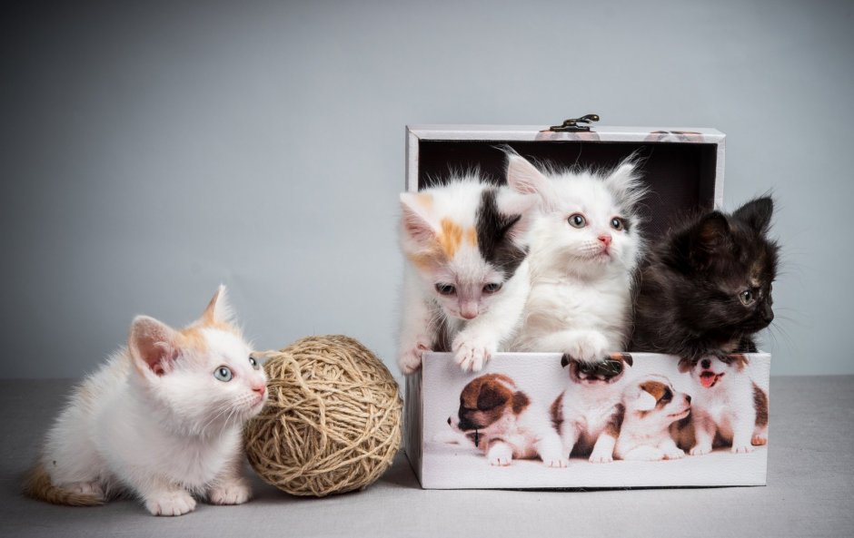 Котята в коробке
