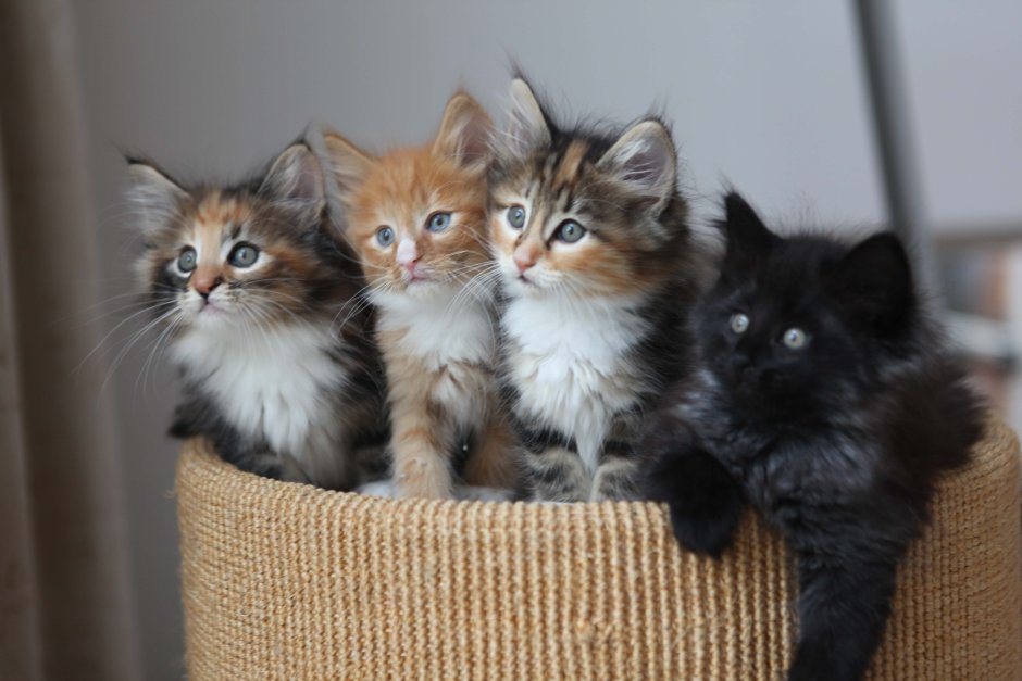 Котята разных расцветок