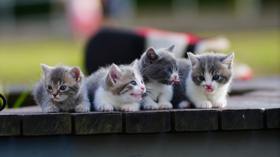 Четверо котят