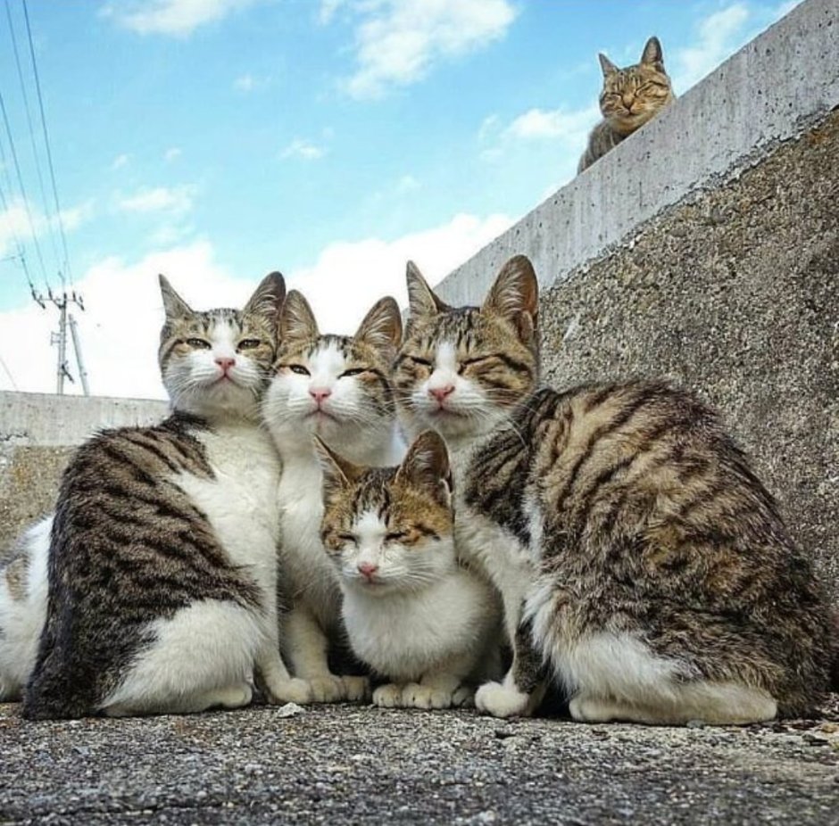 Кошачья банда