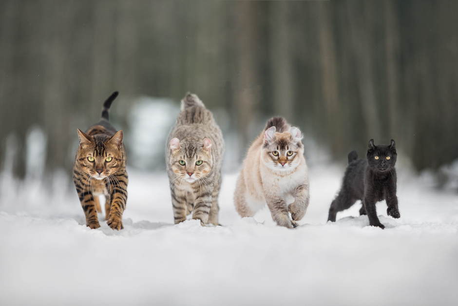 4 Котика фото