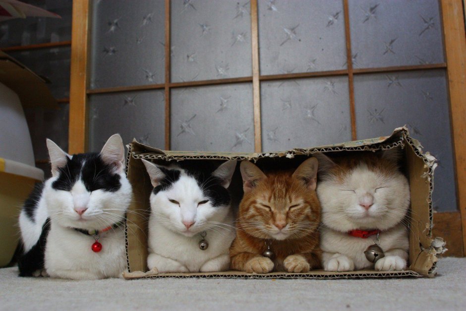 Коты в коробке