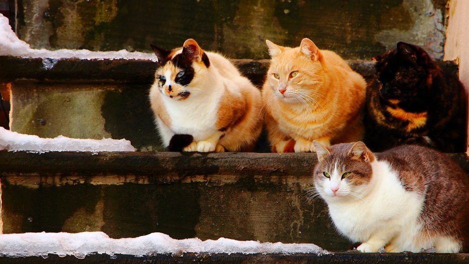 Четыре кота фото