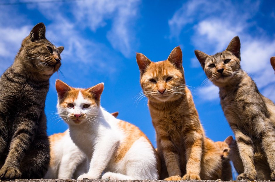 Четыре кошки