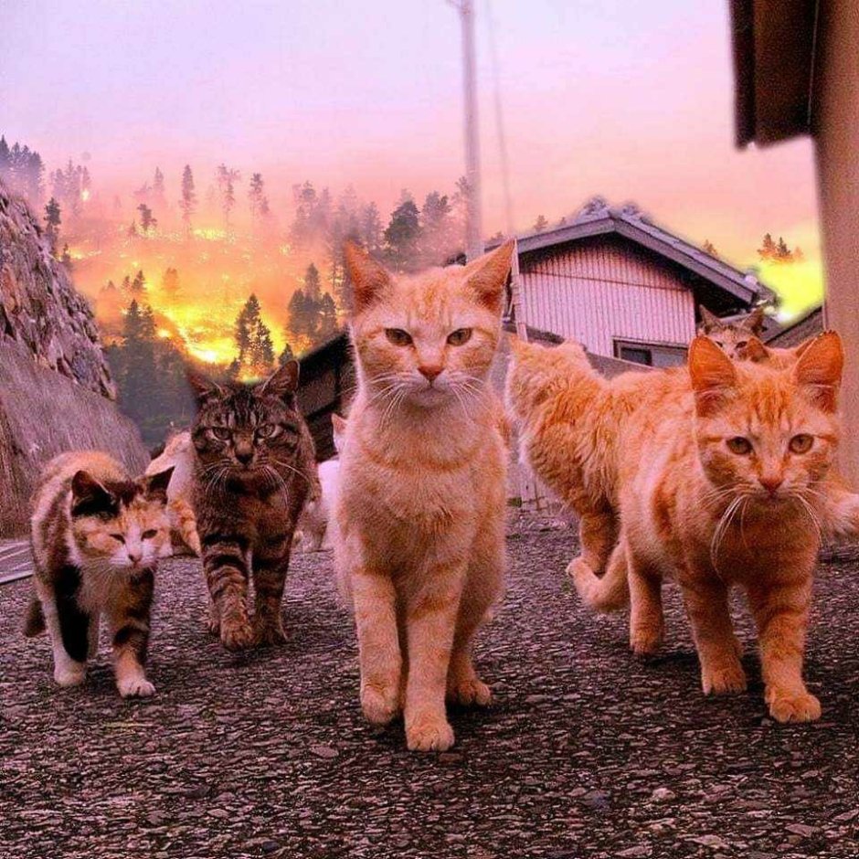 Стая кошек