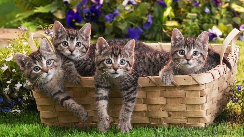 Красивые котята
