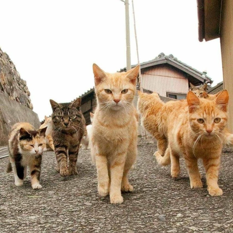 Четыре котенка