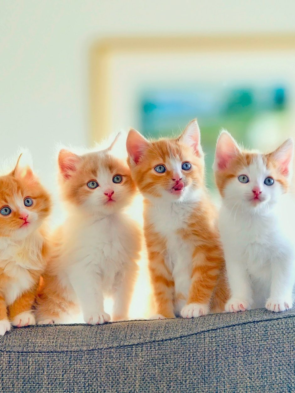 Котики разных цветов