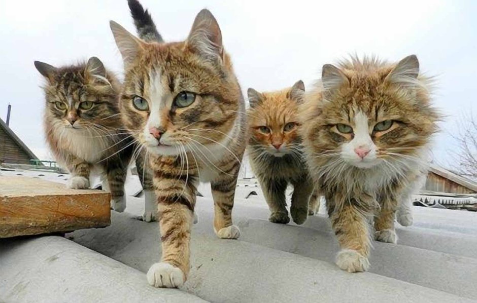 Четыре смешных кота
