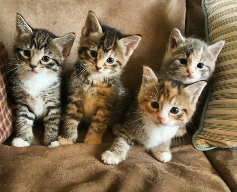 Котята разных пород