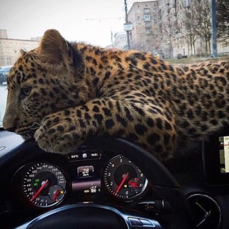 Непослушные животные