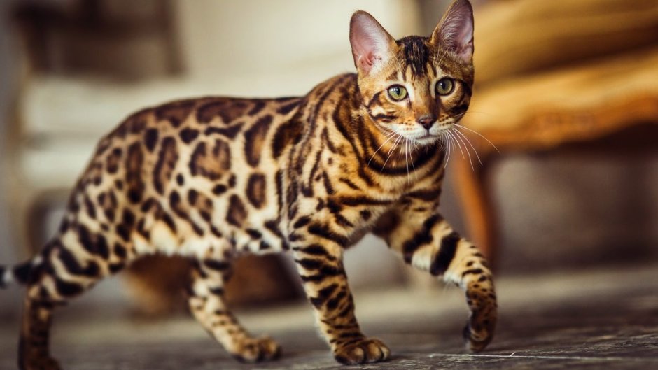 Домашняя кошка леопард