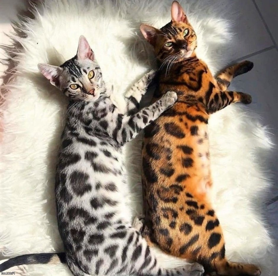 Котенок с окрасом леопарда