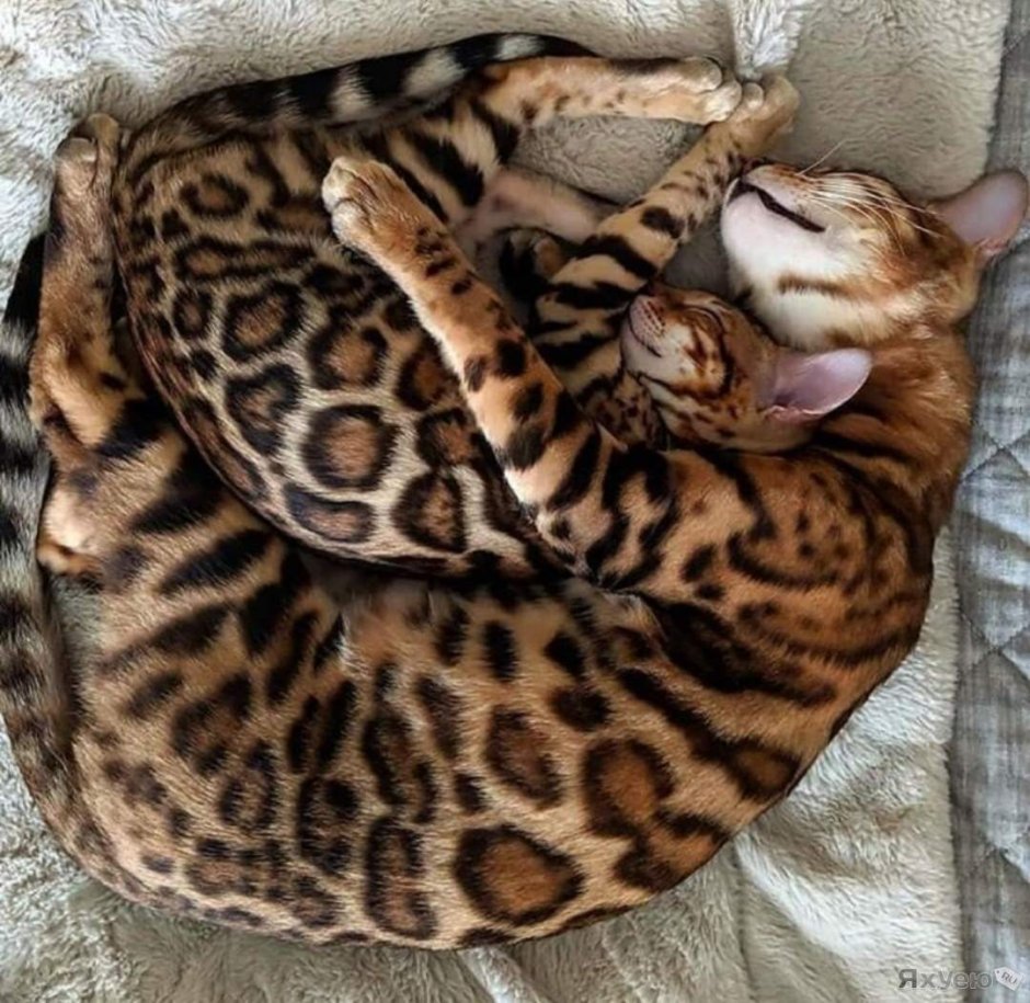 Толстый бенгальский кот