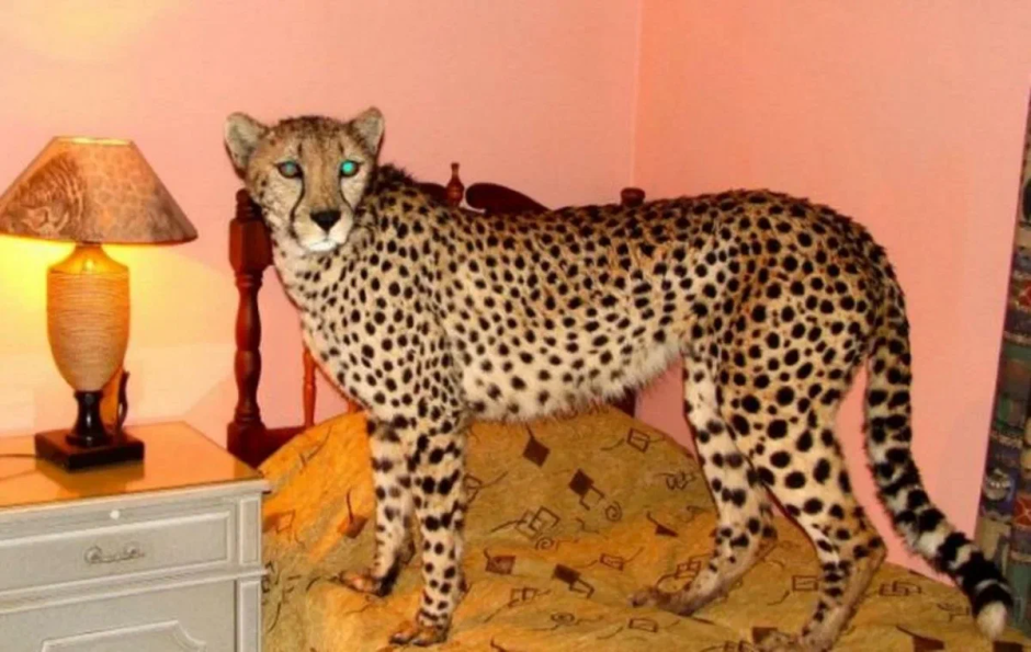 Бенгальская кошка котенок