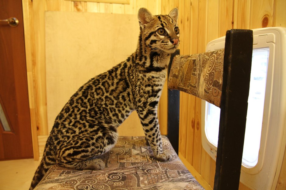 Бенгальская кошка котенок