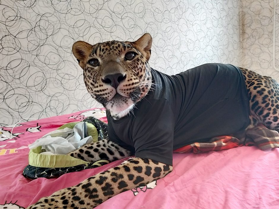 Королевский гепард