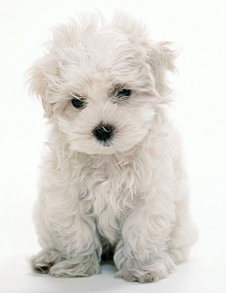 Болонка белая кудрявая