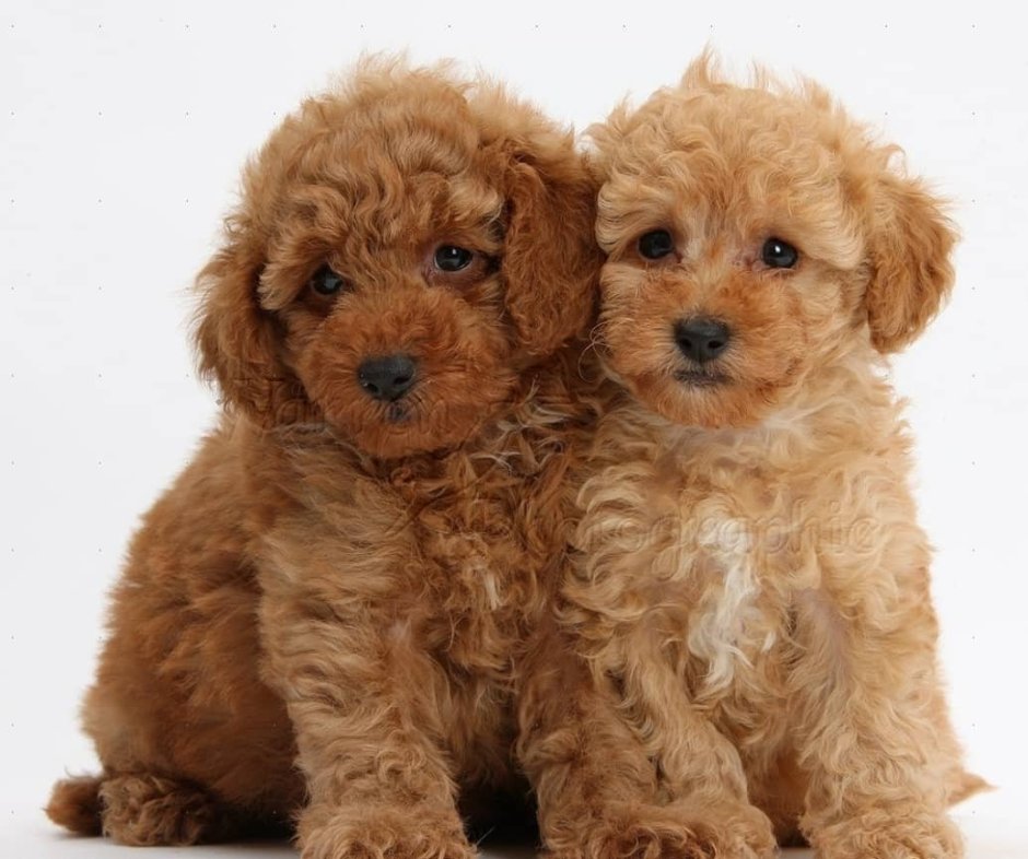 Пудель мальтипу