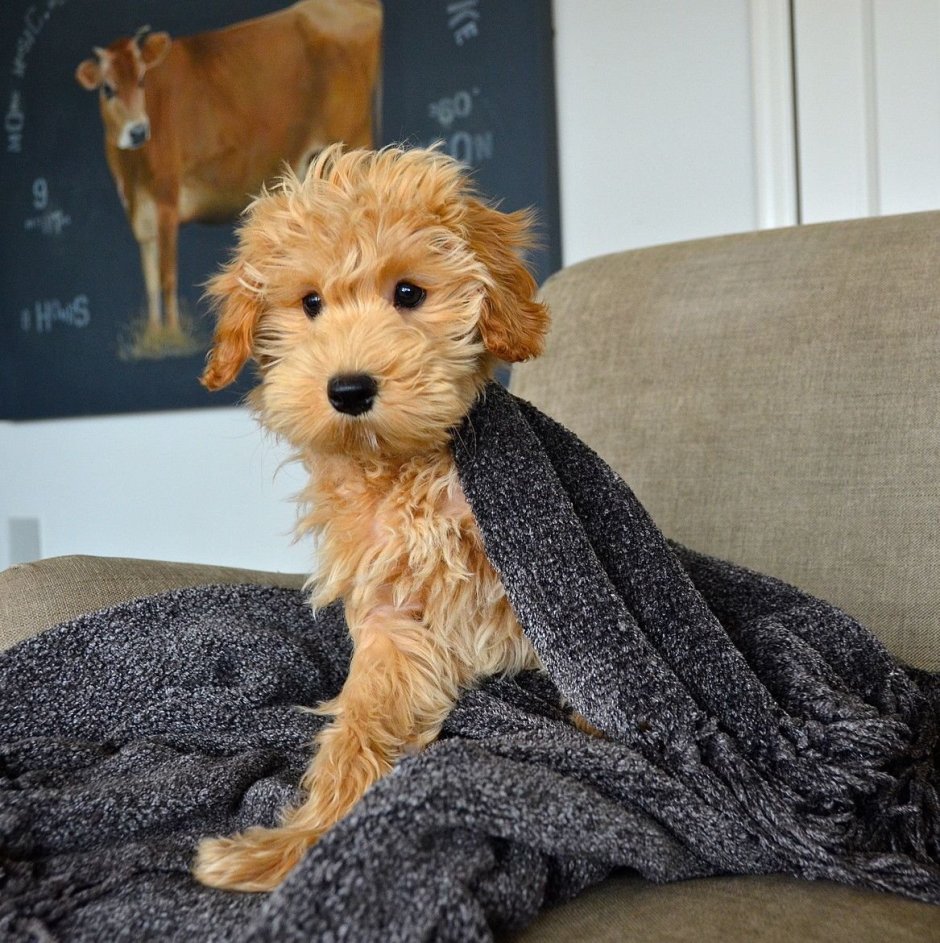 Лабрадудль маленький