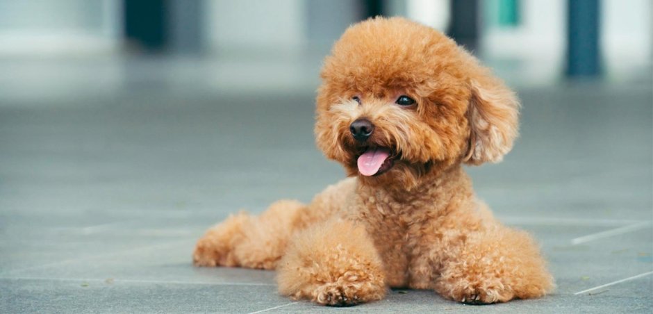 Той пудель мальтипу