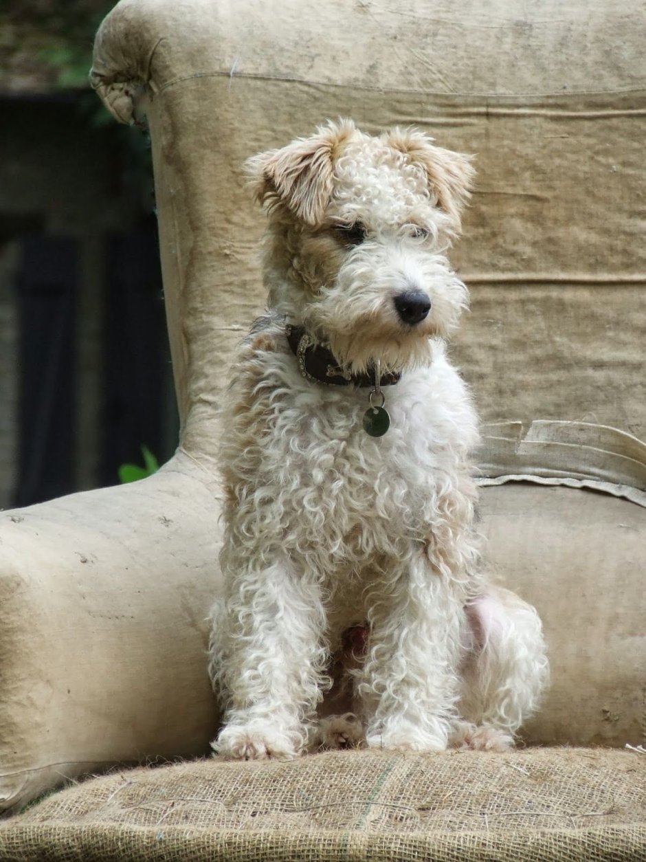 Карликовый Фокстерьер