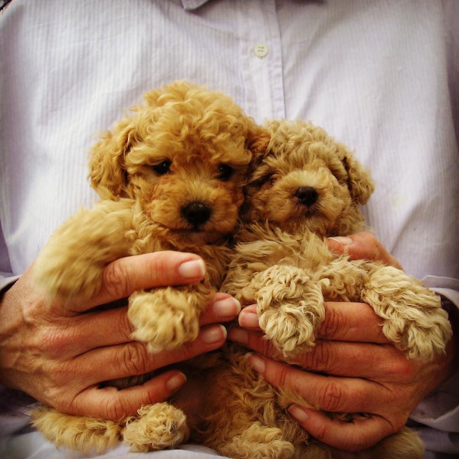 Карликовый пудель терьер